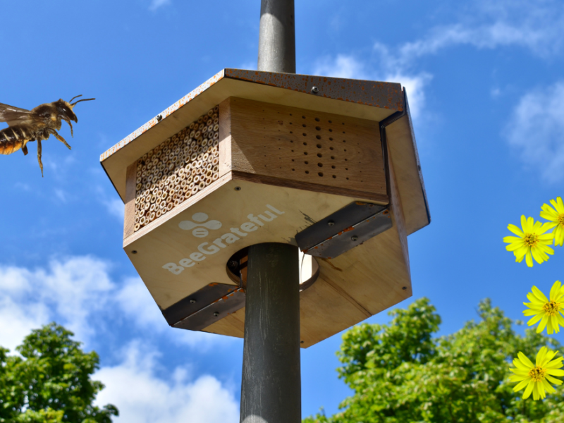 Monitoring Urban Pollinators - Research Internship