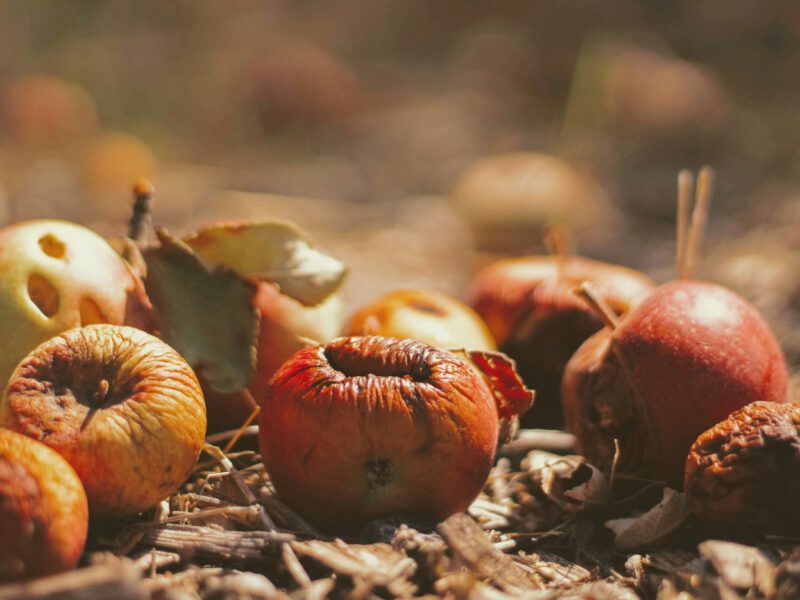 Food Waste at the VU